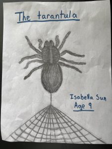 "The Tarantula" by Isabella Sun