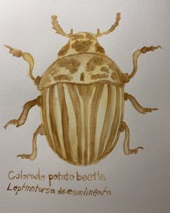 "Colorado Potato Beetle" by Kedaton Campbell