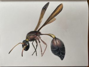 "Mr. Wasp" by Alyssa Christensen