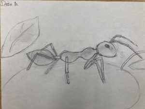"NAt the Ant" by Denise Diaz