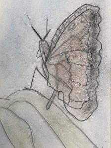 "Beautiful Butterfly" by Jordyn Reed