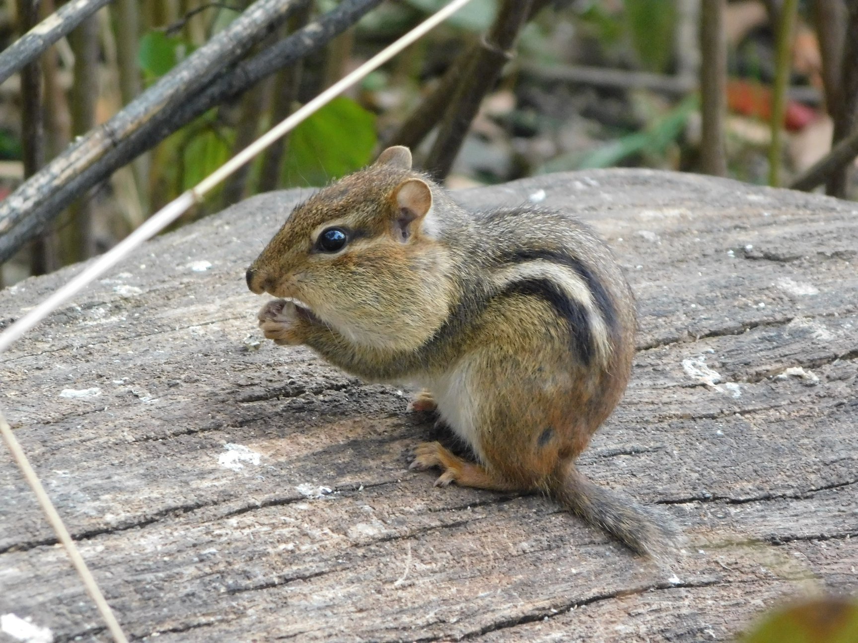 Eastern Chipmunk Busey Woods The Wildlife Society, University of