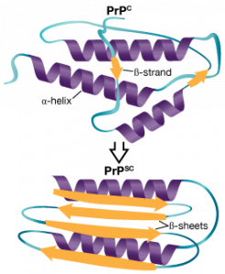 Prion protein structure. Credit: Kerry L. Helms, Scientific Illustrator.