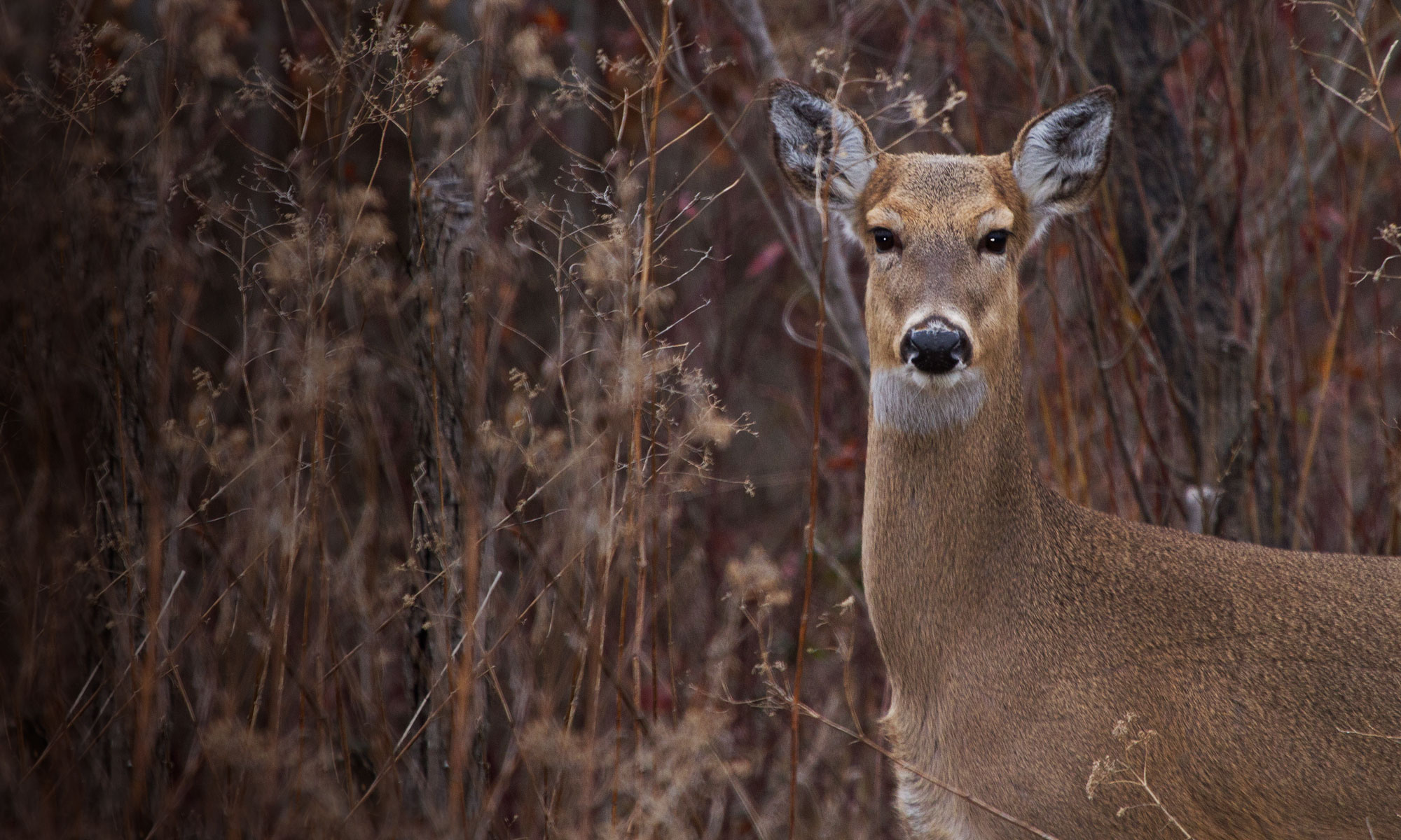 Deer protected from deadly disease by newly discovered genetic