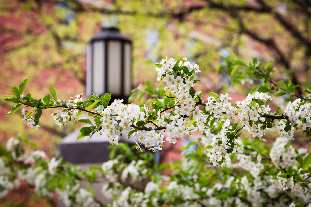 Image of spring foliage and a black lantern 